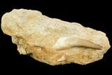 Fossil Plesiosaur (Zarafasaura) Tooth - Morocco #121691-1